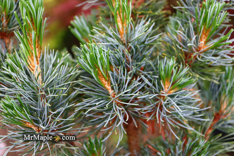 - Pinus parviflora 'Blue Lou' Dwarf Japanese White Pine - Mr Maple │ Buy Japanese Maple Trees