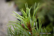 - Pinus parviflora 'Brocade' Japanese White Pine - Mr Maple │ Buy Japanese Maple Trees