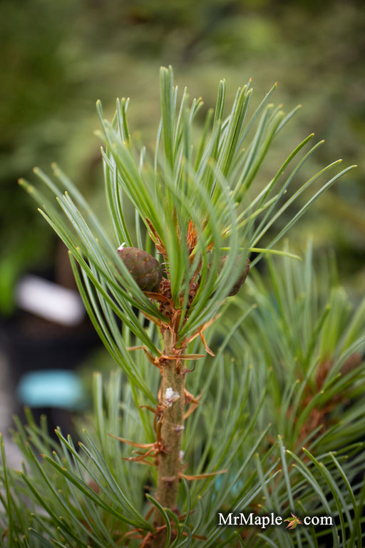 - Pinus parviflora 'Brocade' Japanese White Pine - Mr Maple │ Buy Japanese Maple Trees