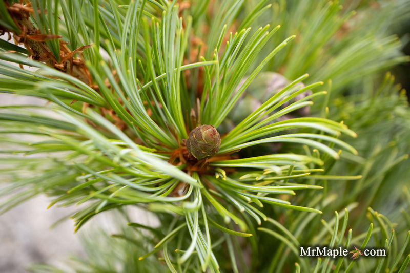 - Pinus parviflora 'Brocade' Japanese White Pine - Mr Maple │ Buy Japanese Maple Trees