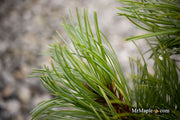 - Pinus parviflora 'Brocade' Japanese White Pine - Mr Maple │ Buy Japanese Maple Trees