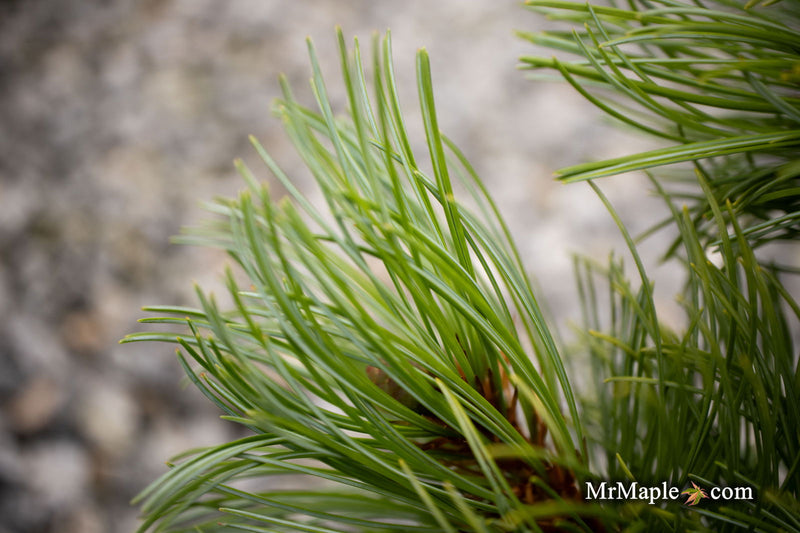 - Pinus parviflora 'Brocade' Japanese White Pine - Mr Maple │ Buy Japanese Maple Trees
