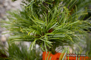 - Pinus parviflora 'Brocade' Japanese White Pine - Mr Maple │ Buy Japanese Maple Trees