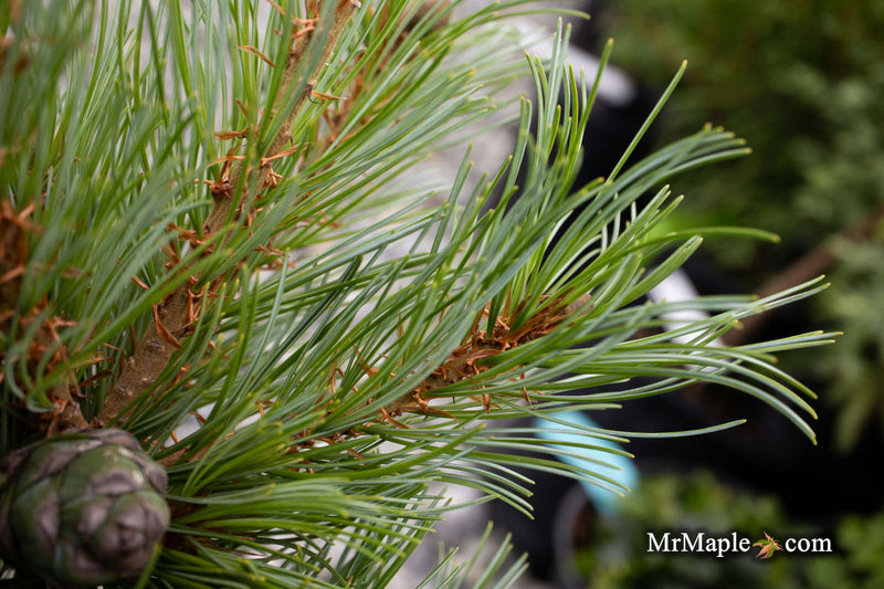 - Pinus parviflora 'Brocade' Japanese White Pine - Mr Maple │ Buy Japanese Maple Trees