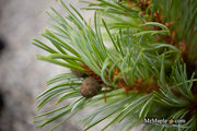- Pinus parviflora 'Brocade' Japanese White Pine - Mr Maple │ Buy Japanese Maple Trees