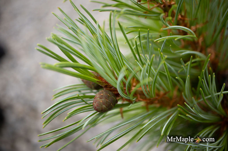 - Pinus parviflora 'Brocade' Japanese White Pine - Mr Maple │ Buy Japanese Maple Trees