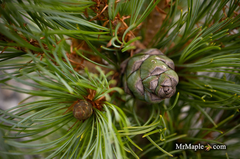 - Pinus parviflora 'Brocade' Japanese White Pine - Mr Maple │ Buy Japanese Maple Trees