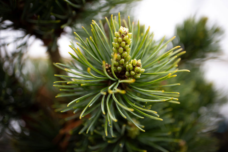 - Pinus parviflora 'Catherine Elizabeth' Japanese White Pine Tree - Mr Maple │ Buy Japanese Maple Trees