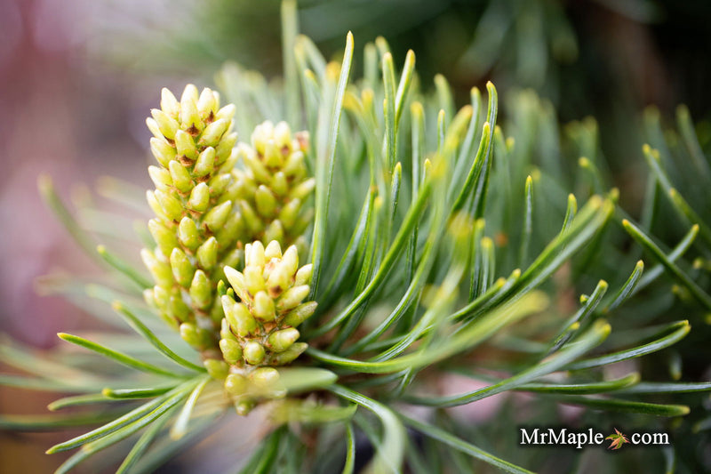 - Pinus parviflora 'Catherine Elizabeth' Japanese White Pine Tree - Mr Maple │ Buy Japanese Maple Trees