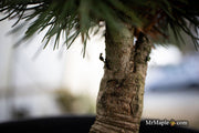 - Pinus parviflora 'Catherine Elizabeth' Japanese White Pine Tree - Mr Maple │ Buy Japanese Maple Trees
