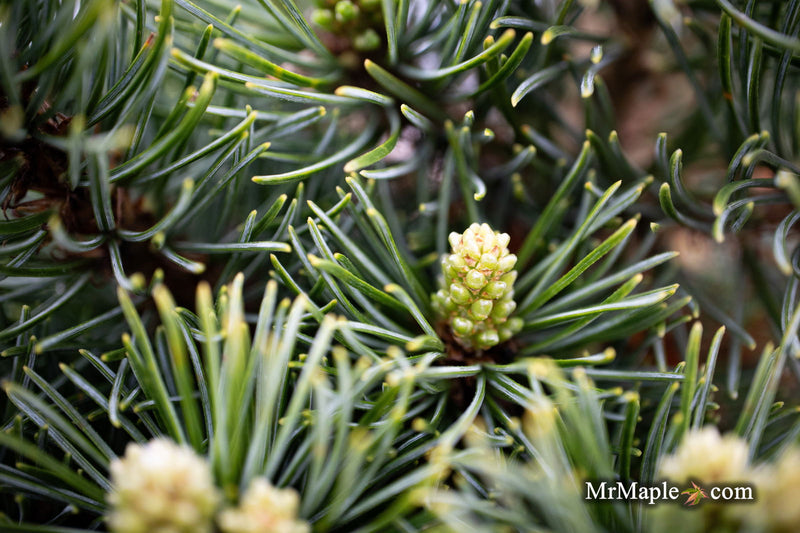 - Pinus parviflora 'Catherine Elizabeth' Japanese White Pine Tree - Mr Maple │ Buy Japanese Maple Trees