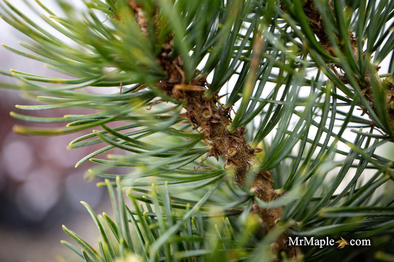- Pinus parviflora 'Catherine Elizabeth' Japanese White Pine Tree - Mr Maple │ Buy Japanese Maple Trees