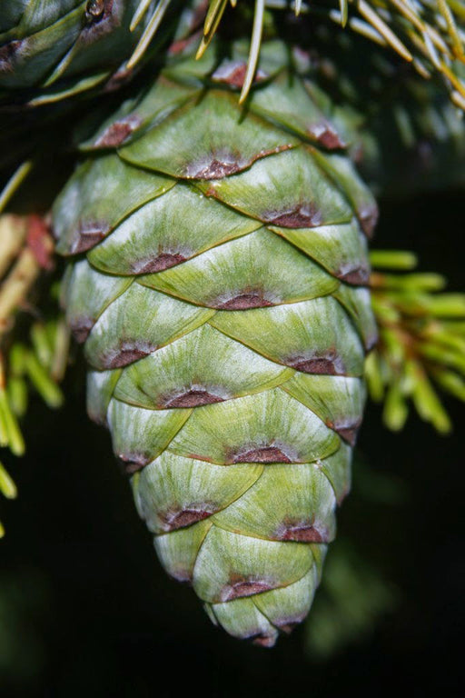 - Pinus parviflora 'Cleary' Blue Japanese White Pine - Mr Maple │ Buy Japanese Maple Trees