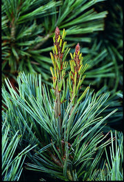- Pinus parviflora 'Cleary' Blue Japanese White Pine - Mr Maple │ Buy Japanese Maple Trees