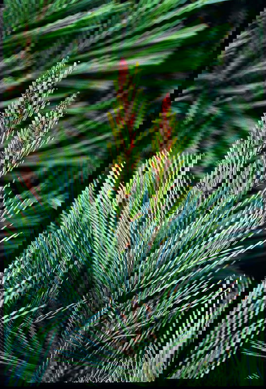 - Pinus parviflora 'Cleary' Blue Japanese White Pine - Mr Maple │ Buy Japanese Maple Trees