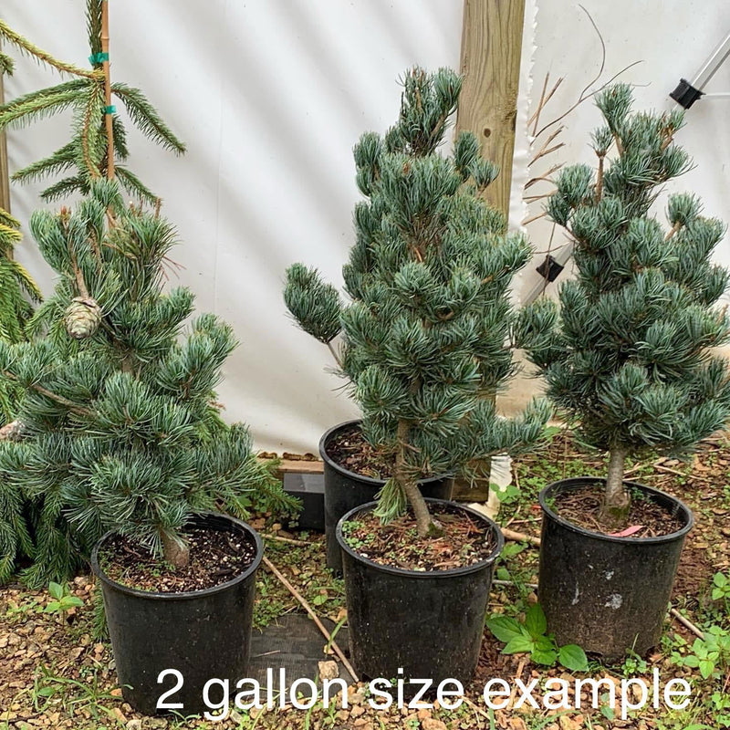 - Pinus parviflora 'Cleary' Blue Japanese White Pine - Mr Maple │ Buy Japanese Maple Trees