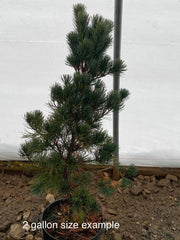 - Pinus parviflora 'Cleary' Blue Japanese White Pine - Mr Maple │ Buy Japanese Maple Trees