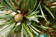 - Pinus parviflora 'Cleary' Blue Japanese White Pine - Mr Maple │ Buy Japanese Maple Trees