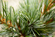 - Pinus parviflora 'Cleary' Blue Japanese White Pine - Mr Maple │ Buy Japanese Maple Trees