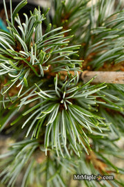 - Pinus parviflora 'Cleary' Blue Japanese White Pine - Mr Maple │ Buy Japanese Maple Trees