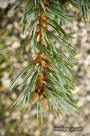 - Pinus parviflora 'Cleary' Blue Japanese White Pine - Mr Maple │ Buy Japanese Maple Trees