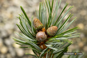 - Pinus parviflora 'Cleary' Blue Japanese White Pine - Mr Maple │ Buy Japanese Maple Trees
