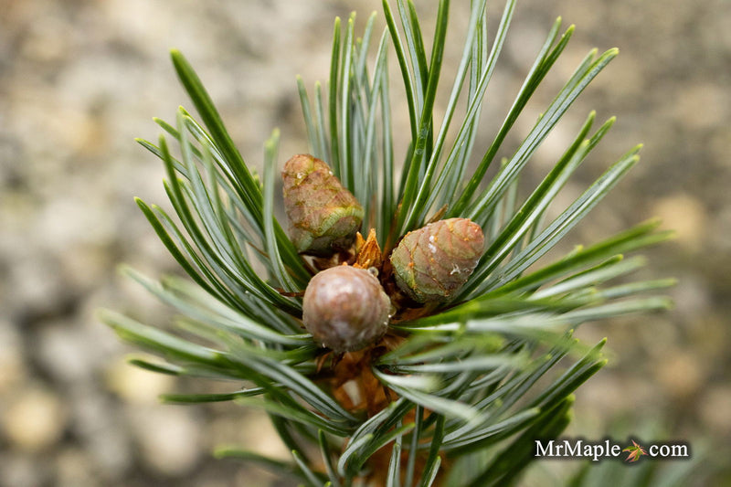- Pinus parviflora 'Cleary' Blue Japanese White Pine - Mr Maple │ Buy Japanese Maple Trees