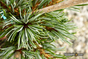 - Pinus parviflora 'Cleary' Blue Japanese White Pine - Mr Maple │ Buy Japanese Maple Trees
