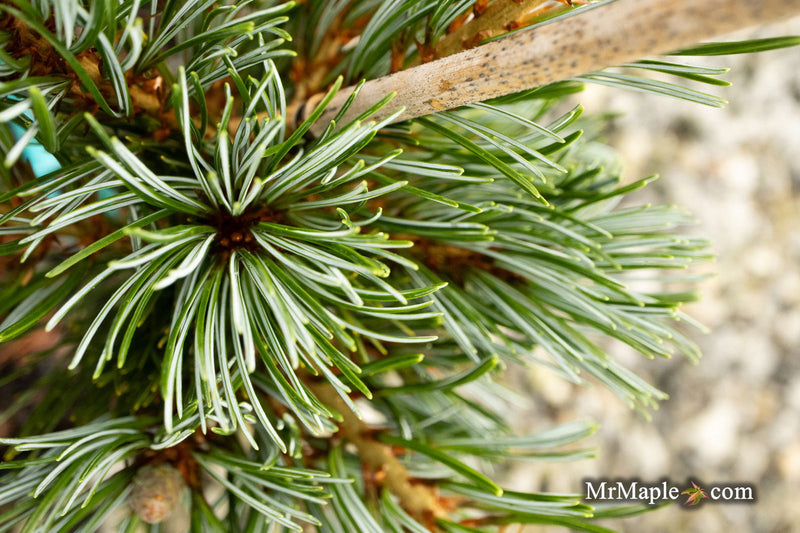 - Pinus parviflora 'Cleary' Blue Japanese White Pine - Mr Maple │ Buy Japanese Maple Trees