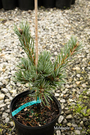 - Pinus parviflora 'Cleary' Blue Japanese White Pine - Mr Maple │ Buy Japanese Maple Trees