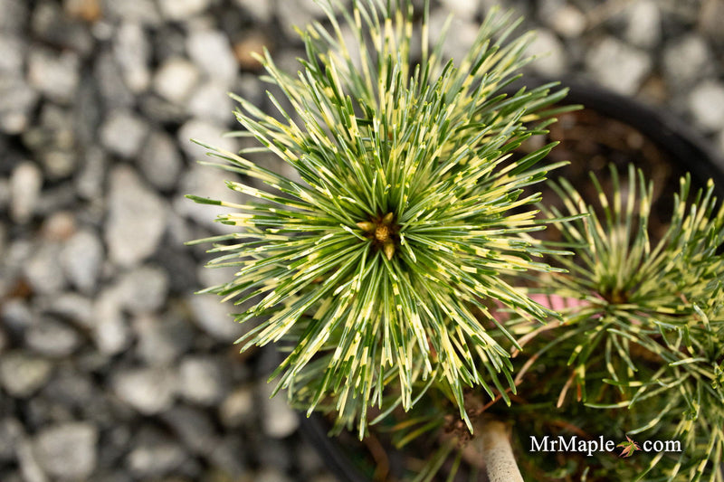 - Pinus parviflora 'Fubuki nishiki' Japanese White Pine Tree - Mr Maple │ Buy Japanese Maple Trees