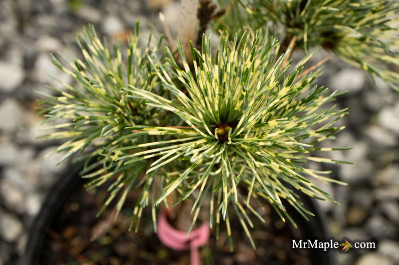 - Pinus parviflora 'Fubuki nishiki' Japanese White Pine Tree - Mr Maple │ Buy Japanese Maple Trees