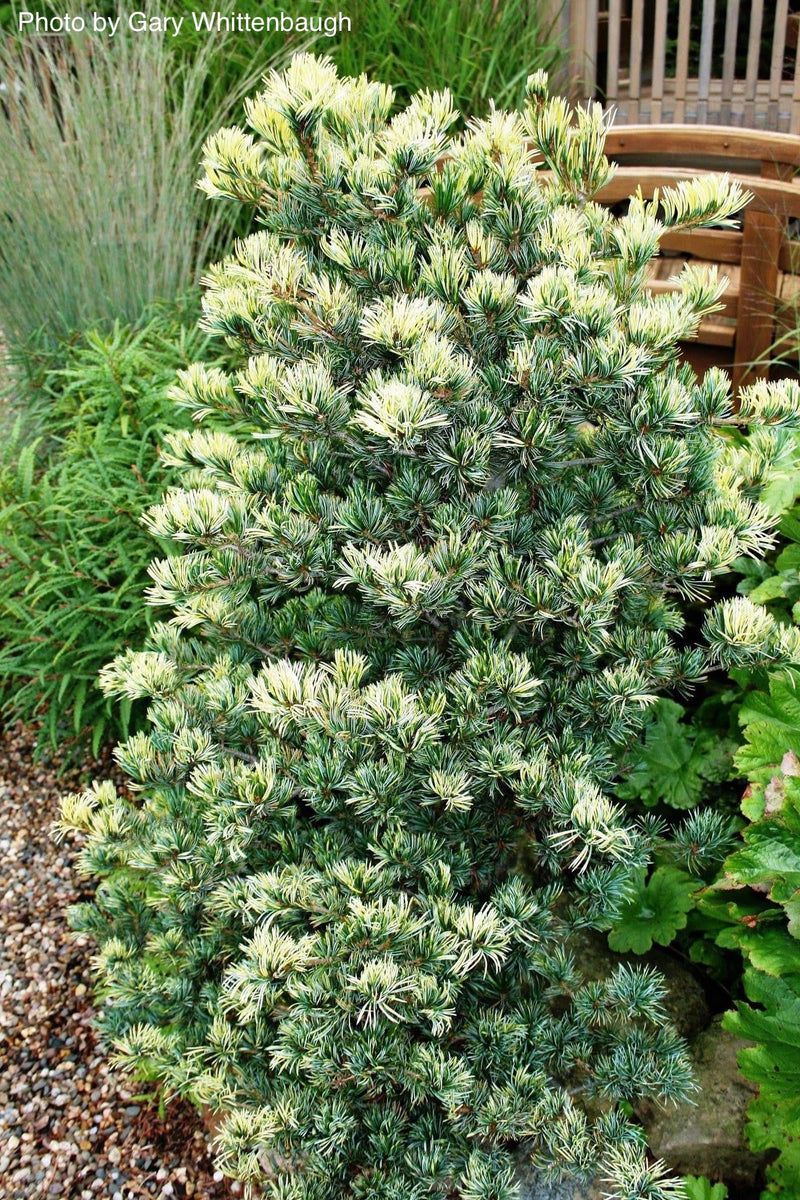 - Pinus parviflora 'Fukai' Variegated Japanese White Pine - Mr Maple │ Buy Japanese Maple Trees