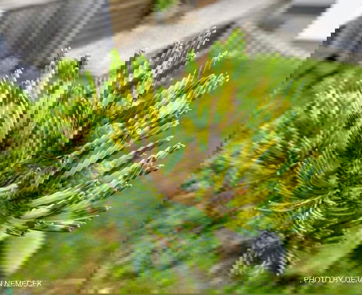 - Pinus parviflora 'Fukai' Variegated Japanese White Pine - Mr Maple │ Buy Japanese Maple Trees