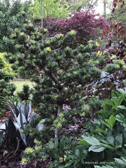 - Pinus parviflora 'Fukai' Variegated Japanese White Pine - Mr Maple │ Buy Japanese Maple Trees