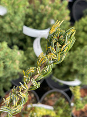 - Pinus parviflora 'Fukai' Variegated Japanese White Pine - Mr Maple │ Buy Japanese Maple Trees