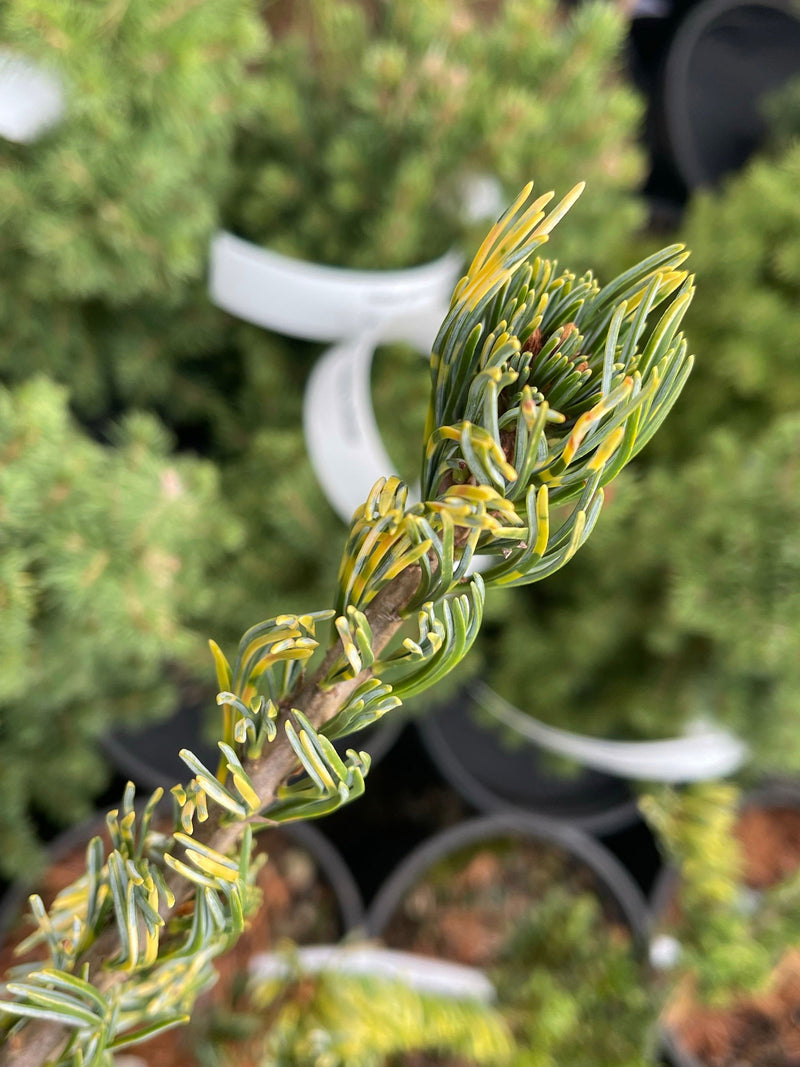 - Pinus parviflora 'Fukai' Variegated Japanese White Pine - Mr Maple │ Buy Japanese Maple Trees