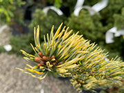 - Pinus parviflora 'Fukai' Variegated Japanese White Pine - Mr Maple │ Buy Japanese Maple Trees