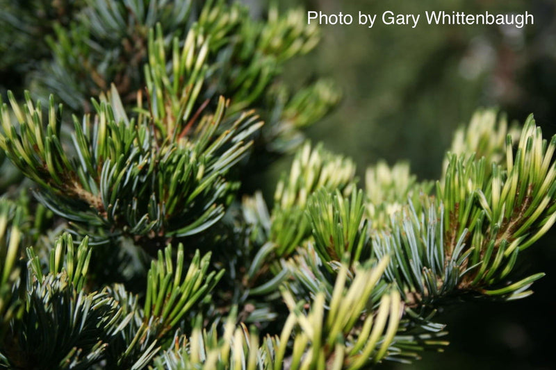 - Pinus parviflora 'Fukai' Variegated Japanese White Pine - Mr Maple │ Buy Japanese Maple Trees