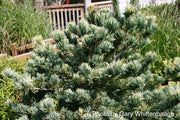 - Pinus parviflora 'Fukai' Variegated Japanese White Pine - Mr Maple │ Buy Japanese Maple Trees