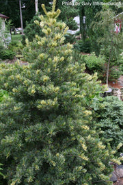 - Pinus parviflora 'Fukai' Variegated Japanese White Pine - Mr Maple │ Buy Japanese Maple Trees