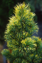 - Pinus parviflora 'Fukai' Variegated Japanese White Pine - Mr Maple │ Buy Japanese Maple Trees