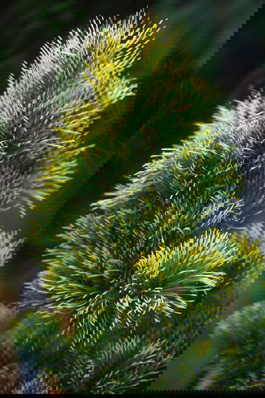 - Pinus parviflora 'Fukai' Variegated Japanese White Pine - Mr Maple │ Buy Japanese Maple Trees