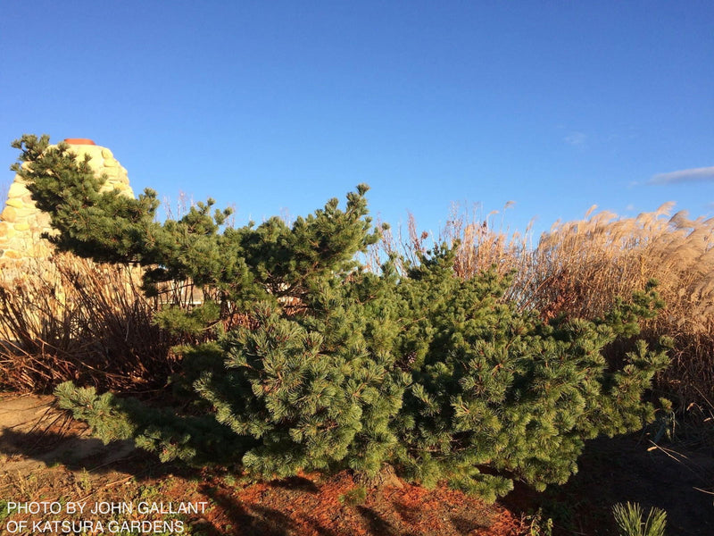 - Pinus parviflora 'Fukuzumi' Dwarf Japanese White Pine - Mr Maple │ Buy Japanese Maple Trees