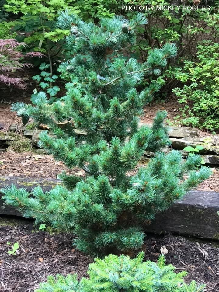 - Pinus parviflora 'Fukuzumi' Dwarf Japanese White Pine - Mr Maple │ Buy Japanese Maple Trees