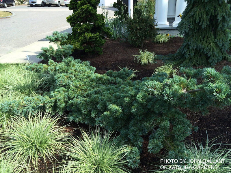 - Pinus parviflora 'Fukuzumi' Dwarf Japanese White Pine - Mr Maple │ Buy Japanese Maple Trees