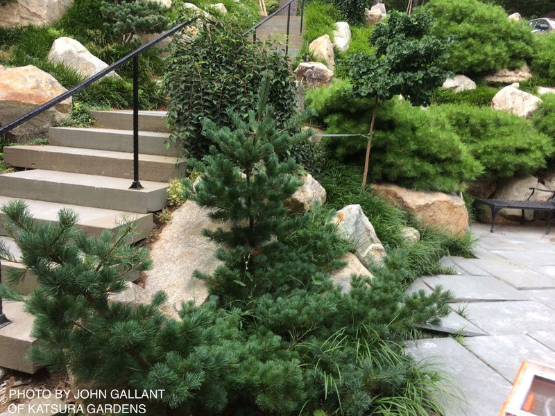 - Pinus parviflora 'Fukuzumi' Dwarf Japanese White Pine - Mr Maple │ Buy Japanese Maple Trees