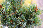 - Pinus parviflora 'Fukuzumi' Dwarf Japanese White Pine - Mr Maple │ Buy Japanese Maple Trees
