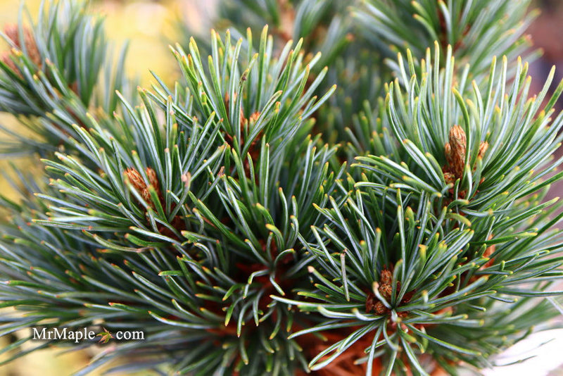 - Pinus parviflora 'Fukuzumi' Dwarf Japanese White Pine - Mr Maple │ Buy Japanese Maple Trees