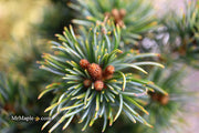 - Pinus parviflora 'Fukuzumi' Dwarf Japanese White Pine - Mr Maple │ Buy Japanese Maple Trees